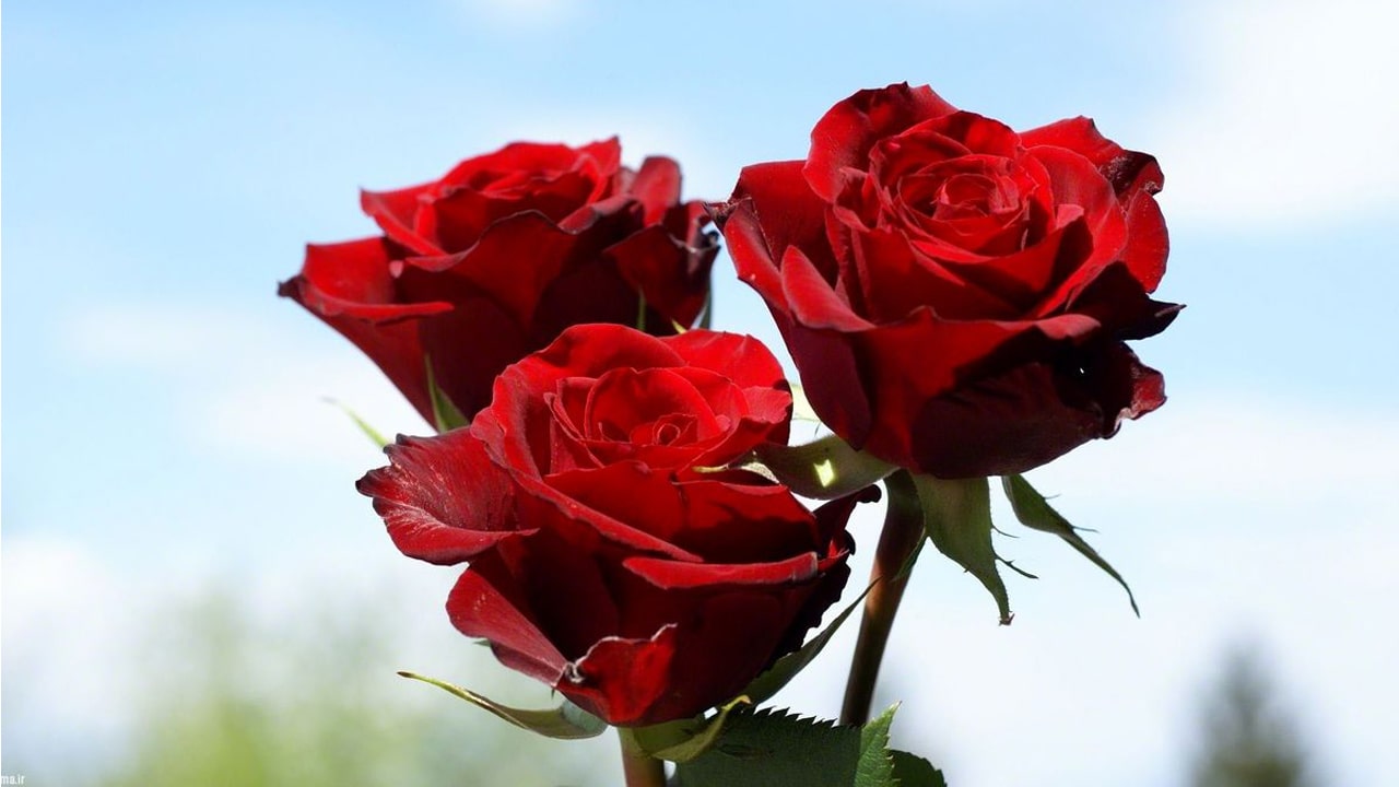 وب گردی &raquo; پایگاه خبری پورسینا