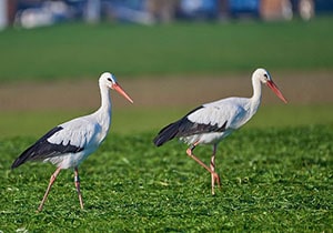 فیلم و صوت &raquo; پایگاه خبری پورسینا